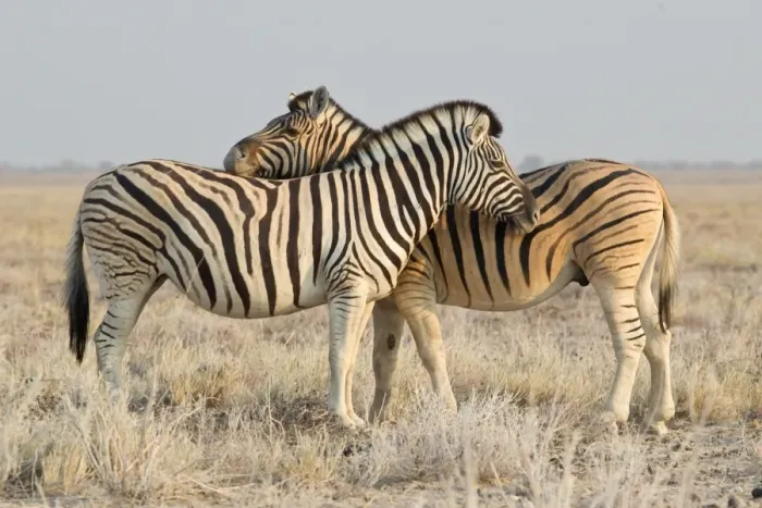 Framed Print : Two zebras -Equus quagga-, Etosha National Park, Namibia Framed Print : Two zebras -Equus quagga-, Etosha National Park, Namibia