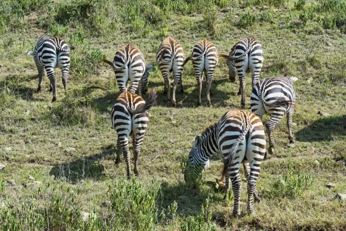 Framed Print : Zebras -Equus quagga-, herd grazing, rear view, Msai Mara National Reserve, Serengeti, Rift Valley Province, Kenya