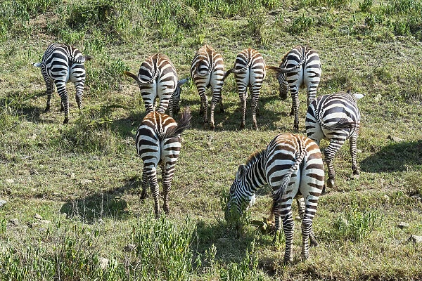 Zebras -Equus quagga-, herd grazing, rear view, Msai Mara National Reserve, Serengeti, Rift Valley Province, Kenya