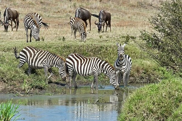 Zebras -Equus quagga-, Msai Mara National Reserve, Serengeti, Rift Valley Province, Kenya