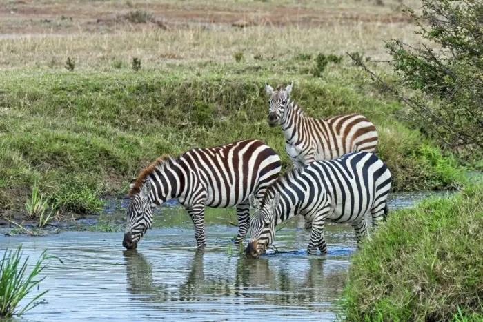 Framed Print : Zebras -Equus quagga-, Msai Mara National Reserve, Serengeti, Rift Valley Province, Kenya Framed Print : Zebras -Equus quagga-, Msai Mara National Reserve, Serengeti, Rift Valley Province, Kenya