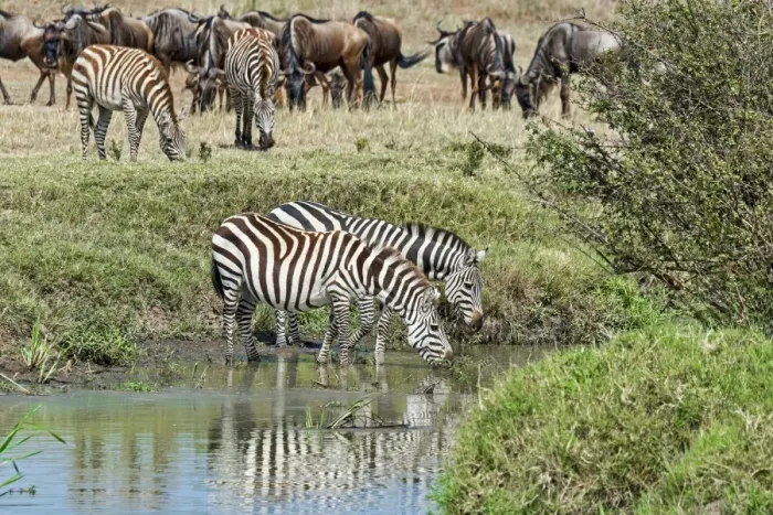 Framed Print : Zebras -Equus quagga-, Msai Mara National Reserve, Serengeti, Rift Valley Province, Kenya Framed Print : Zebras -Equus quagga-, Msai Mara National Reserve, Serengeti, Rift Valley Province, Kenya