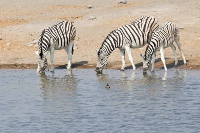 Framed Print : Three zebras -Equus quagga- at the waterhole, Etosha National Park, Namibia