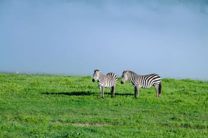 Framed Print : Zebras Flanked by Mist Framed Print : Zebras Flanked by Mist