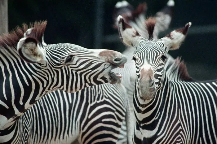 Framed Print : Zebras as Friends Framed Print : Zebras as Friends