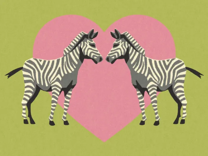 Framed Print : Two Zebras Over a Pink Heart Framed Print : Two Zebras Over a Pink Heart