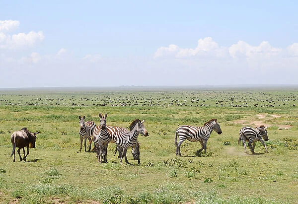 Zebras in the savana