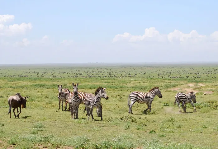 Framed Print : Zebras in the savana Framed Print : Zebras in the savana