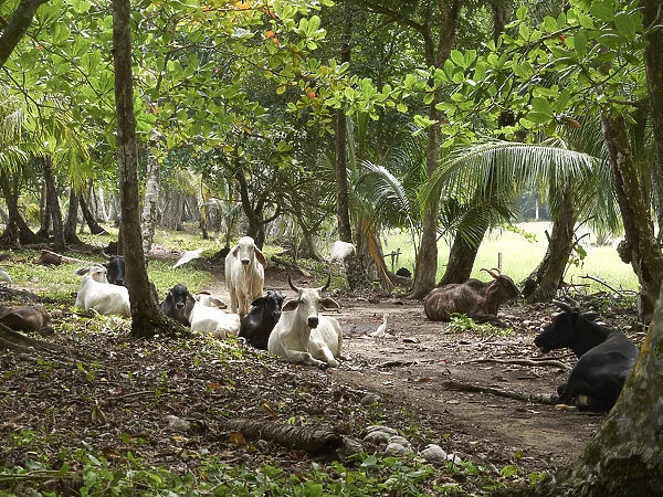 Zebu Cattle -Bos primigenius indicus- in the rainforest, Punta Uva, Puerto Viejo de Talamanca, Costa Rica, Central America