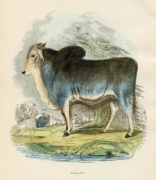 Zebu cattle bull engraving 1893