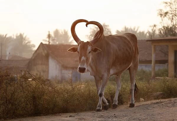 Zebu or humped cattle with heart-shaped horns, Karnataka, South India, India, South Asia, Asia