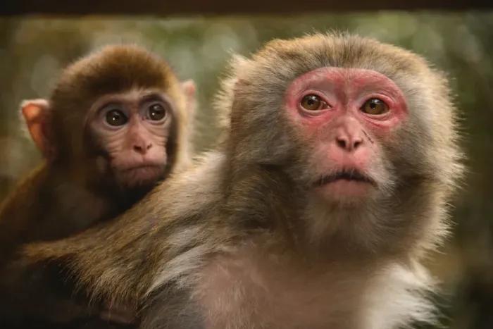 Framed Print : Zhangjiajie monkeys