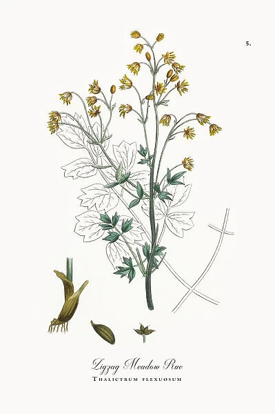 Zigzag Meadow Rue, Thalictrum flexuosum, Victorian Botanical Illustration, 1863