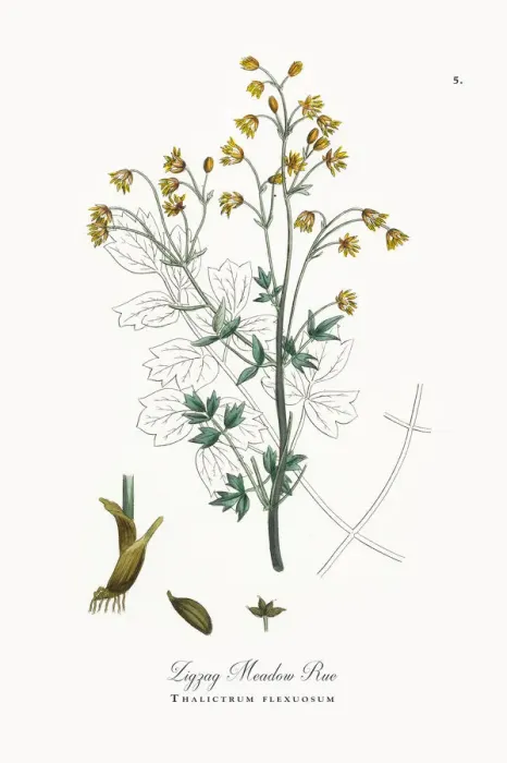 Framed Print : Zigzag Meadow Rue, Thalictrum flexuosum, Victorian Botanical Illustration, 1863 Framed Print : Zigzag Meadow Rue, Thalictrum flexuosum, Victorian Botanical Illustration, 1863