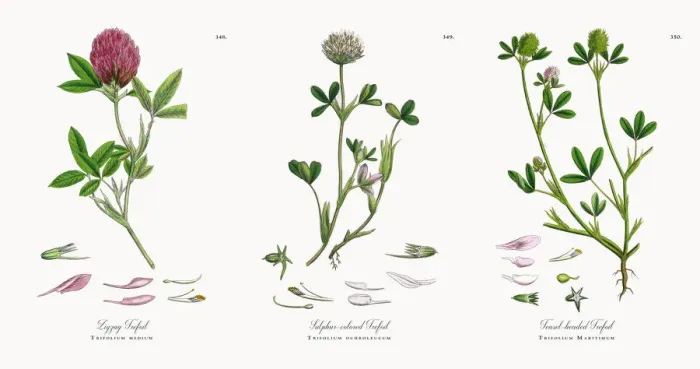 Framed Print : Zigzag Trefoil, Trifolium medium, Victorian Botanical Illustration, 1863 Framed Print : Zigzag Trefoil, Trifolium medium, Victorian Botanical Illustration, 1863