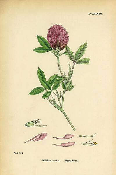 Zigzag Trefoil, Trifolium medium, Victorian Botanical Illustration, 1863