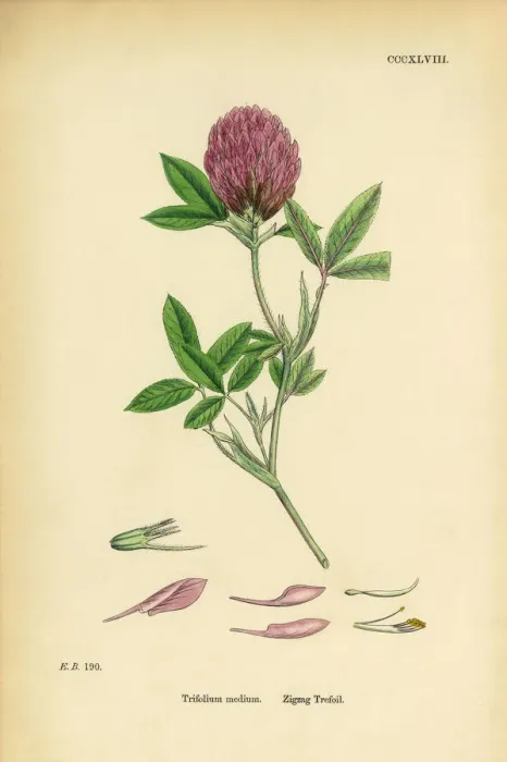 Framed Print : Zigzag Trefoil, Trifolium medium, Victorian Botanical Illustration, 1863 Framed Print : Zigzag Trefoil, Trifolium medium, Victorian Botanical Illustration, 1863