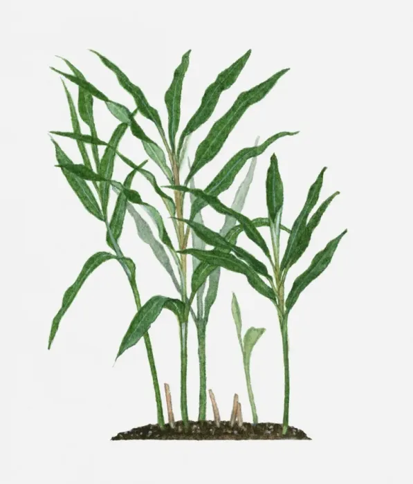 Framed Print : Zingiber officinale (Ginger) long green leaves on tall stems Framed Print : Zingiber officinale (Ginger) long green leaves on tall stems
