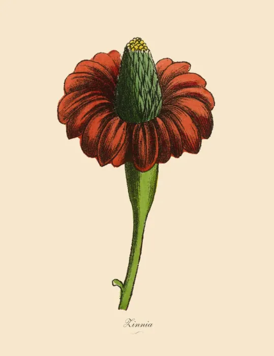 Framed Print : Zinnia Plants, Victorian Botanical Illustration Framed Print : Zinnia Plants, Victorian Botanical Illustration