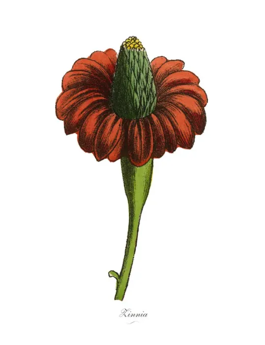 Framed Print : Zinnia Plants, Victorian Botanical Illustration Framed Print : Zinnia Plants, Victorian Botanical Illustration