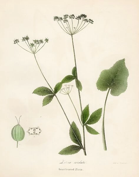 Zizia botanical engraving 1843