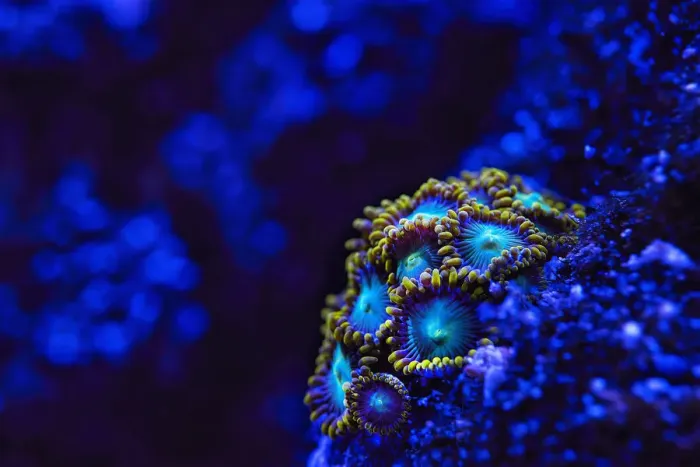 Framed Print : Zoanthids in blue Framed Print : Zoanthids in blue
