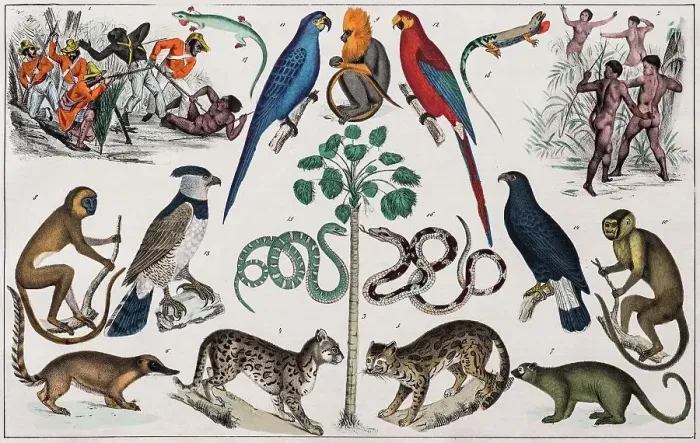Framed Print : Zone painting, Brazil, from natural history and ethnology, hand-coloured plate by Traugott Bromme, Stuttgart 1846 Framed Print : Zone painting, Brazil, from natural history and ethnology, hand-coloured plate by Traugott Bromme, Stuttgart 1846
