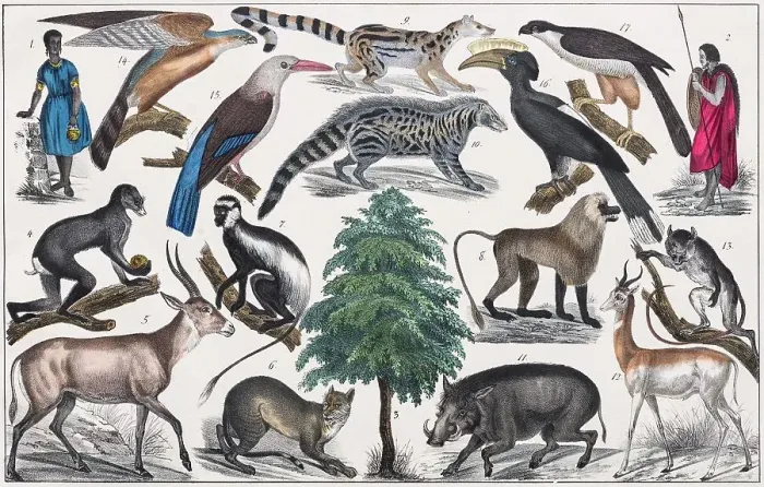 Framed Print : Zone painting, Central Africa, tropical zone, Senegambien, Sudan, from natural history and ethnology, hand-coloured plate by Traugott Bromme, Stuttgart 1846 Framed Print : Zone painting, Central Africa, tropical zone, Senegambien, Sudan, from natural history and ethnology, hand-coloured plate by Traugott Bromme, Stuttgart 1846