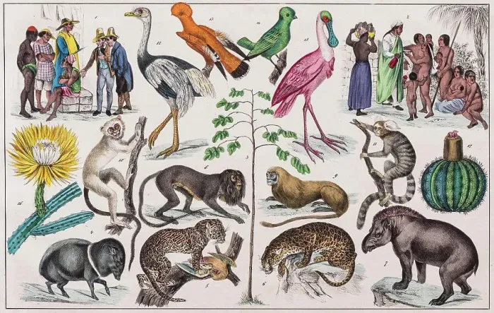Framed Print : Zone painting, Central America, Colombia, Guyana, from natural history and ethnology, hand-coloured panel by Traugott Bromme, Stuttgart 1846 Framed Print : Zone painting, Central America, Colombia, Guyana, from natural history and ethnology, hand-coloured panel by Traugott Bromme, Stuttgart 1846