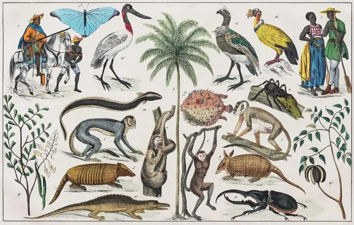 Framed Print : Zone painting, Central America, Mexico, Guatemala, West India, from natural history and ethnology, hand-coloured plate by Traugott Bromme, Stuttgart 1846 Framed Print : Zone painting, Central America, Mexico, Guatemala, West India, from natural history and ethnology, hand-coloured plate by Traugott Bromme, Stuttgart 1846