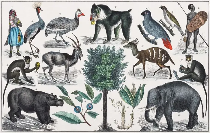 Framed Print : Zone painting, Middle Africa, Lower Guinea, from natural history and ethnology, hand-coloured plate by Traugott Bromme, Stuttgart 1846