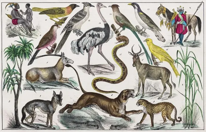 Framed Print : Zone painting, Middle Africa, Upper Guinea, from natural history and ethnology, hand-coloured plate by Traugott Bromme, Stuttgart 1846