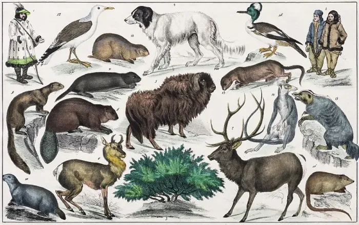 Framed Print : Zone painting North America, Baffinsland, Hudson lands, Russian America, from natural history and ethnology, hand-coloured plate by Traugott Bromme, Stuttgart 1846 Framed Print : Zone painting North America, Baffinsland, Hudson lands, Russian America, from natural history and ethnology, hand-coloured plate by Traugott Bromme, Stuttgart 1846