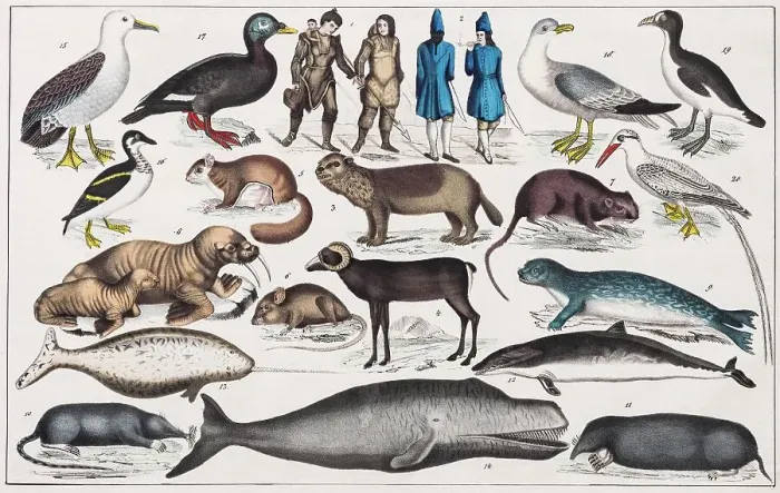 Framed Print : Zone Painting North America, Greenland, Labrador, Canada, New Brunswick, New Scotland, New Foundland, from Natural History and Ethnology, hand-coloured plate by Traugott Bromme, Stuttgart 1846 Framed Print : Zone Painting North America, Greenland, Labrador, Canada, New Brunswick, New Scotland, New Foundland, from Natural History and Ethnology, hand-coloured plate by Traugott Bromme, Stuttgart 1846