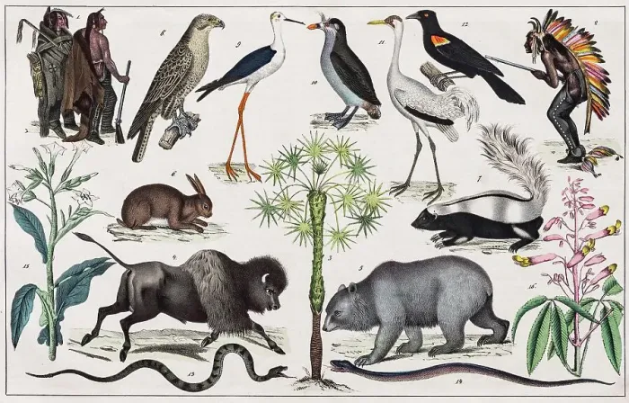 Framed Print : Zone painting North America, Indianerland, New Mexico, California, from natural history and ethnology, hand-coloured plate by Traugott Bromme, Stuttgart 1846 Framed Print : Zone painting North America, Indianerland, New Mexico, California, from natural history and ethnology, hand-coloured plate by Traugott Bromme, Stuttgart 1846