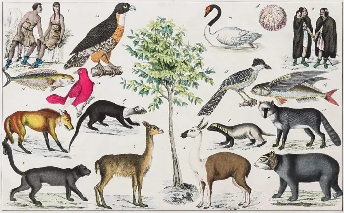 Framed Print : Zone painting, Patagonia, Tierra del Fuego, Arancania, Falkland Islands, from natural history and ethnology, hand-coloured plate by Traugott Bromme, Stuttgart 1846 Framed Print : Zone painting, Patagonia, Tierra del Fuego, Arancania, Falkland Islands, from natural history and ethnology, hand-coloured plate by Traugott Bromme, Stuttgart 1846