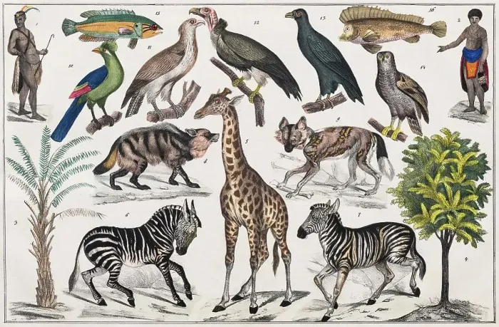 Framed Print : Zone painting, South Africa, Kafferland, East Coast of South Africa, from natural history and ethnology, hand-coloured panel by Traugott Bromme, Stuttgart 1846 Framed Print : Zone painting, South Africa, Kafferland, East Coast of South Africa, from natural history and ethnology, hand-coloured panel by Traugott Bromme, Stuttgart 1846