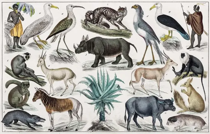 Framed Print : Zone painting, South Africa, Kapland, Kaffer- and Hottentottenland, from natural history and ethnology, hand-coloured plate by Traugott Bromme, Stuttgart 1846 Framed Print : Zone painting, South Africa, Kapland, Kaffer- and Hottentottenland, from natural history and ethnology, hand-coloured plate by Traugott Bromme, Stuttgart 1846