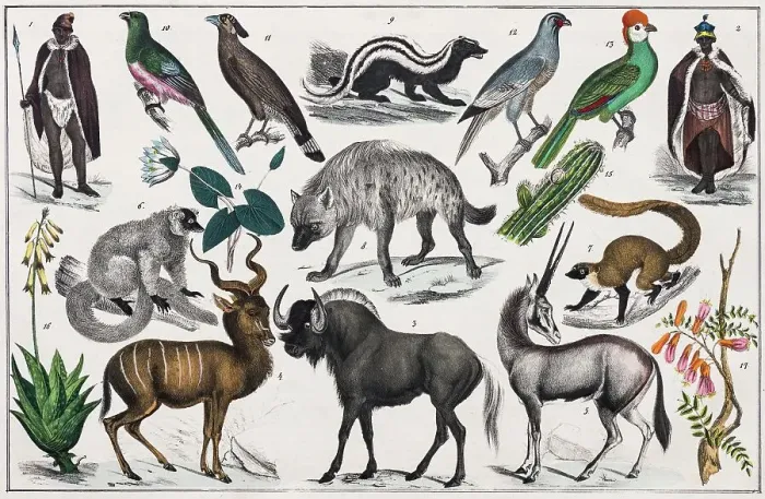 Framed Print : Zone painting, South Africa, Madagascar, Ethiopian archipelago, volcanic islands of the East, from natural history and ethnology, hand-coloured plate by Traugott Bromme, Stuttgart 1846