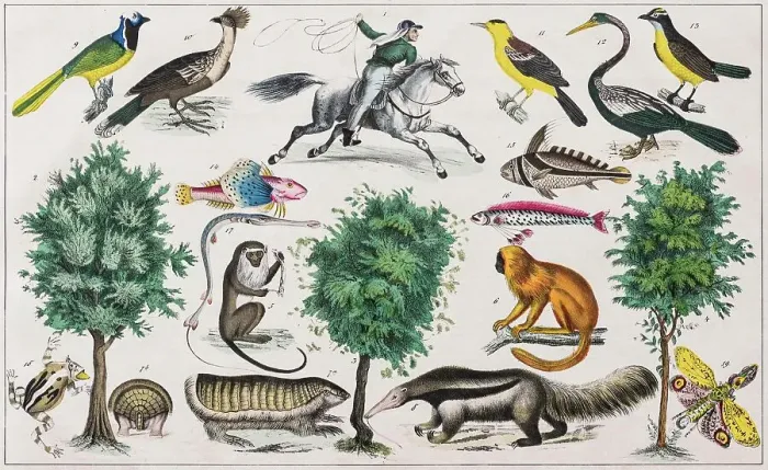 Framed Print : Zone Painting South America, Chile, La Plata States, Paraguay, Uruguay, from Natural History and Ethnology, hand-coloured plate by Traugott Bromme, Stuttgart 1846 Framed Print : Zone Painting South America, Chile, La Plata States, Paraguay, Uruguay, from Natural History and Ethnology, hand-coloured plate by Traugott Bromme, Stuttgart 1846