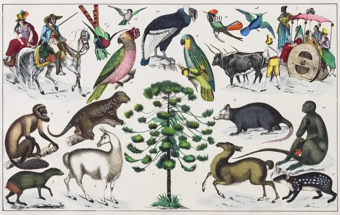 Framed Print : Zone painting South America, Peru, Bolivia, from natural history and ethnology, hand-coloured plate by Traugott Bromme, Stuttgart 1846