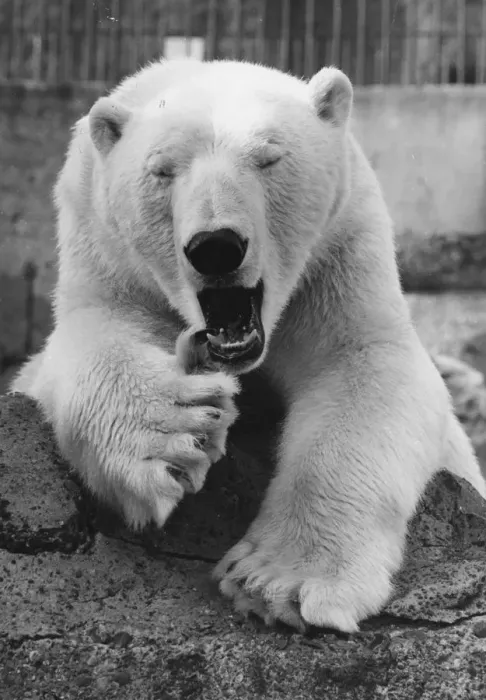 Framed Print : Zoo Bear. circa 1950: A polar bear in a zoo enclosure. (Photo by Fox Photos / Getty Images)