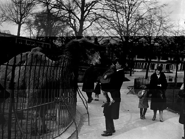 Zoo Camel. March 1928: A little girl is lifted up by her father to get