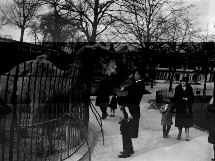 Framed Print : Zoo Camel. March 1928: A little girl is lifted up by her father to get Framed Print : Zoo Camel. March 1928: A little girl is lifted up by her father to get