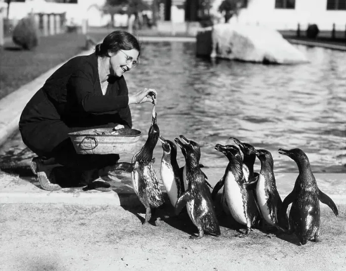 Framed Print : Zoo Director Feeding Penguins Framed Print : Zoo Director Feeding Penguins
