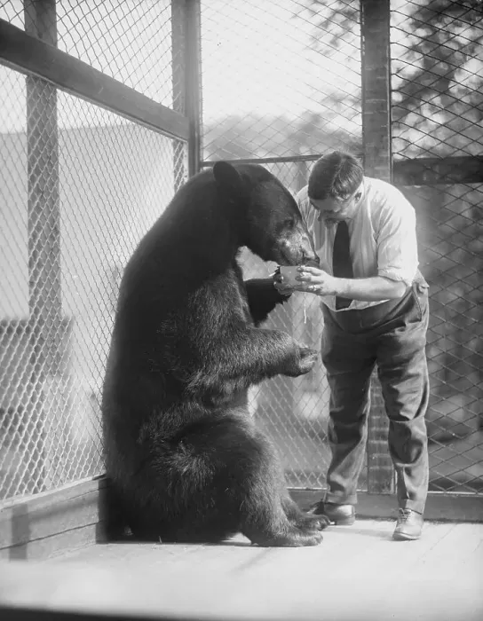 Framed Print : Zoo Keeper Feeding a Bear Framed Print : Zoo Keeper Feeding a Bear