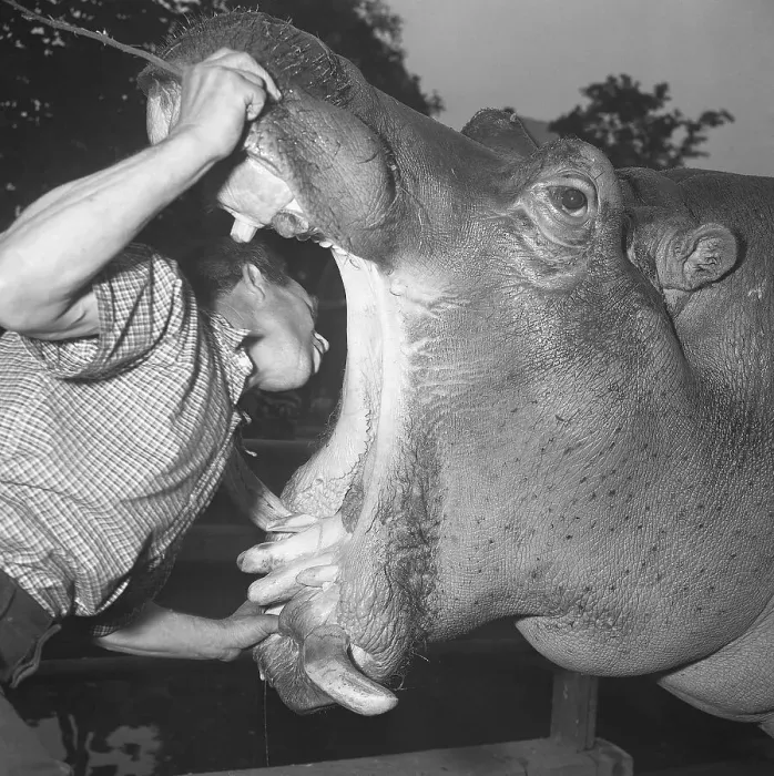 Framed Print : Zookeeper Examines Hippo's Mouth Framed Print : Zookeeper Examines Hippo's Mouth