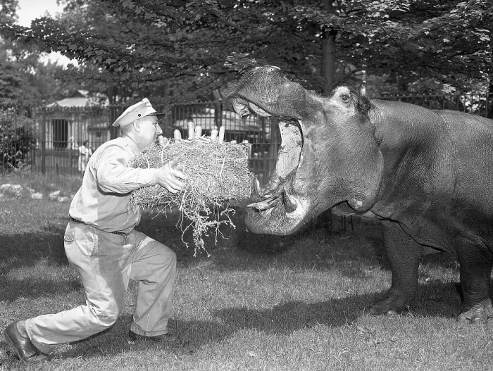 Framed Print : Zookeeper Giving Hippo Bundle of Hay Framed Print : Zookeeper Giving Hippo Bundle of Hay