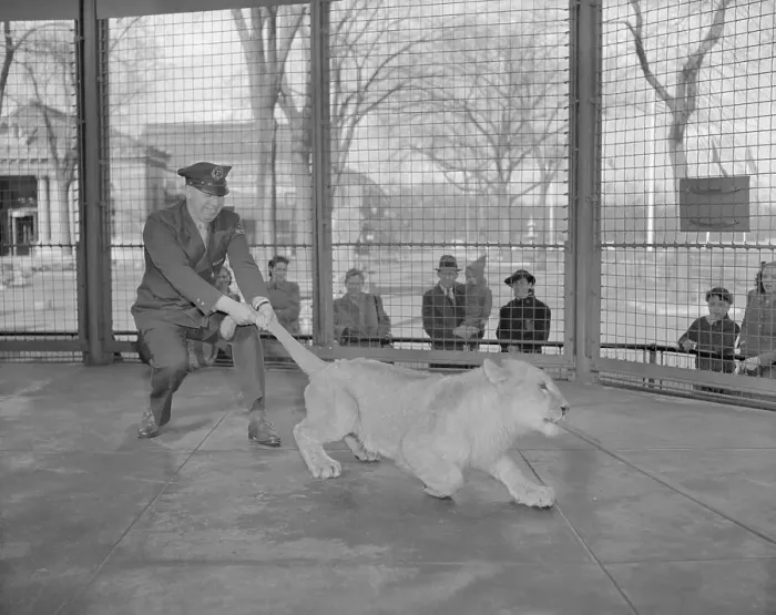 Framed Print : Zookeeper Pulling Lion's Tail Framed Print : Zookeeper Pulling Lion's Tail