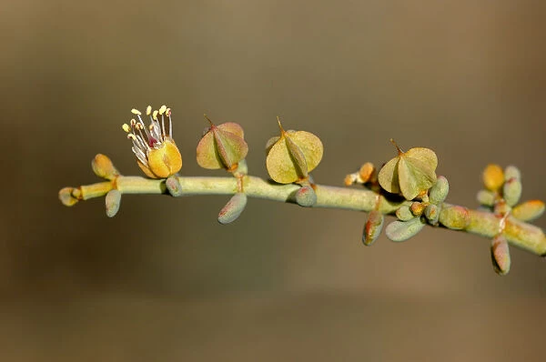 Zygophyllum retrofactrum, Goegap Nature Reserve, Namaqualand, South Africa